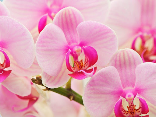 Orchid Pack 2 Live Wallpaper