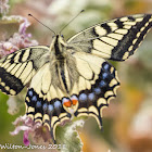 Swallowtail