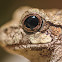 Gray Tree Frog