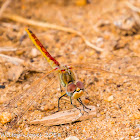 Red-veined Darter