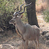 Greater Kudu