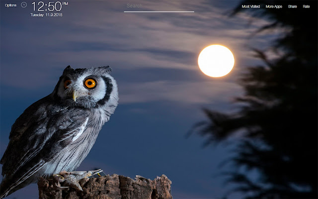 Owl Wallpapers FullHD New Tab