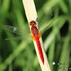 Scarlet Skimmer Dragonfly