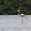 American Flamingos or Caribbean Flamingos