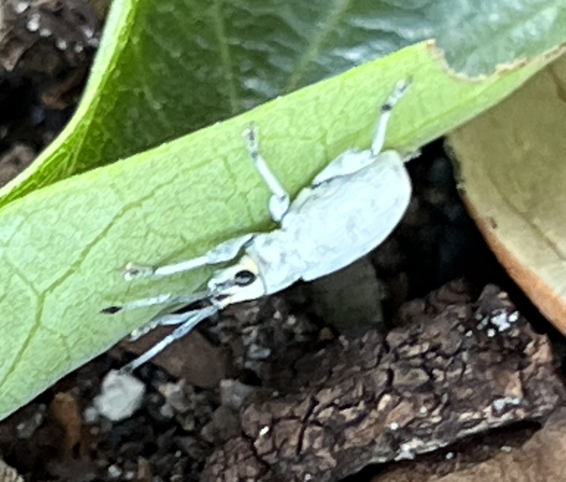 Blue-Green Citrus Root Weevil