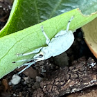 Blue-Green Citrus Root Weevil