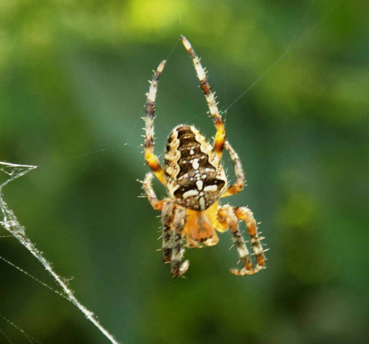 European garden spider