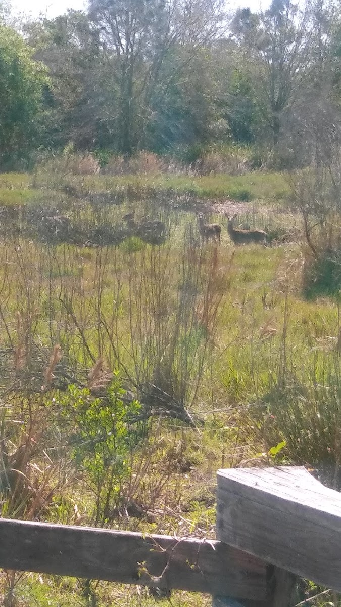 White - tailed deer