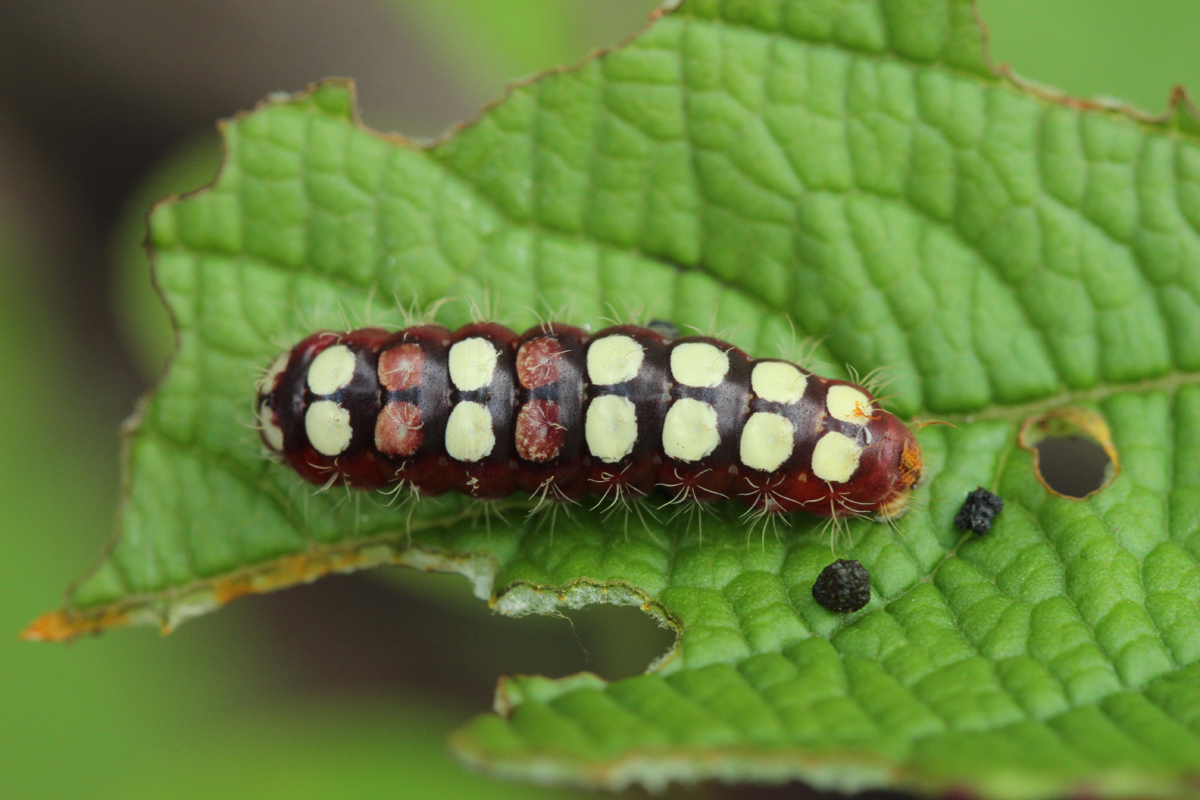 caterpillar