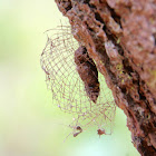 Lichen Moth Pupa and Basket