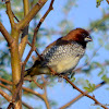 Spotted munia, scaly-breasted munia,