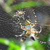 Argiope argentata.