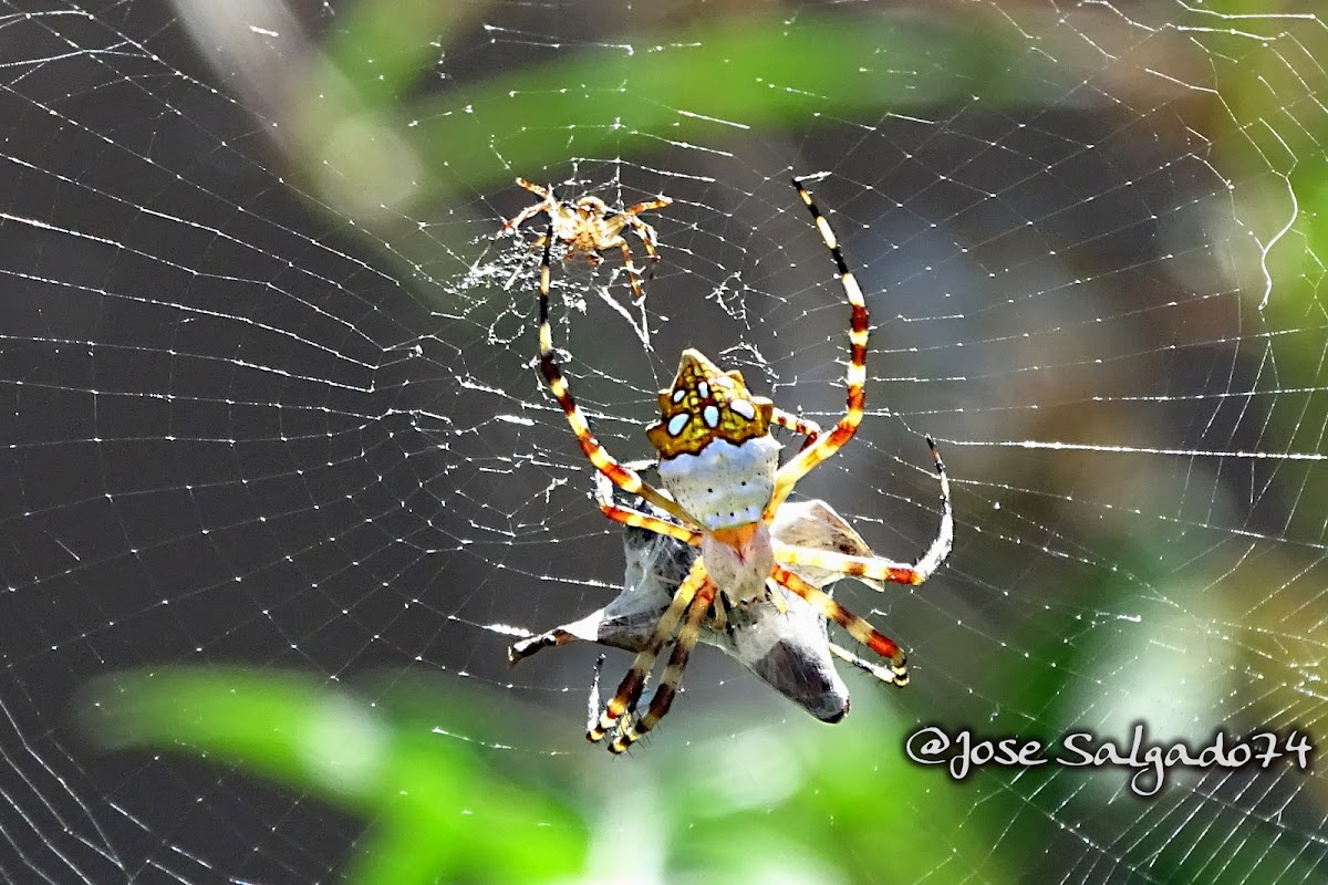 Argiope argentata.