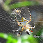 Argiope argentata.