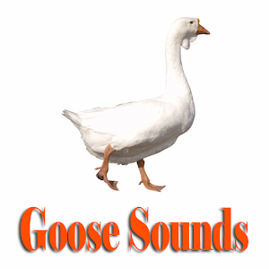 Goose Sounds  Icon