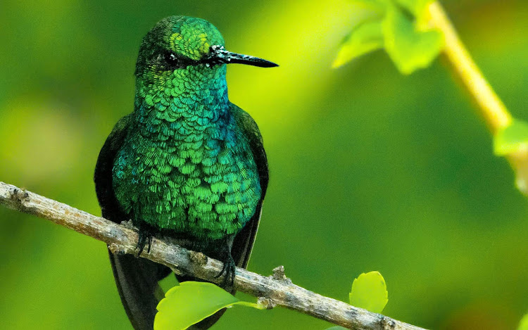 An emerald-colored bird spotted in the wild in Bonaire.