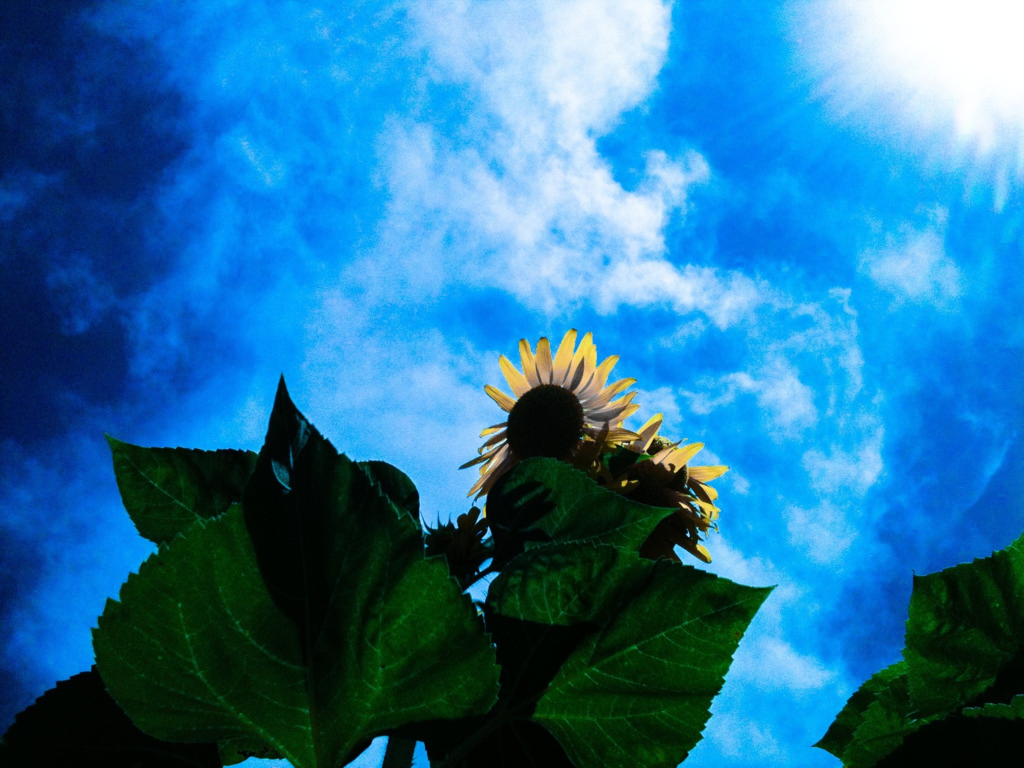 Girasole di utente cancellato