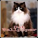 Download Kucing anggora wallpaper For PC Windows and Mac 1.0