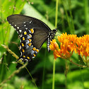 Spicebush Swallowtail