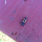 Multicolored Asian Lady Beetle Larva