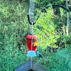 ruby-throated hummingbird, female