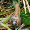 Oregon Forestsnail