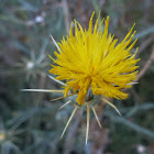 yellow cockspur