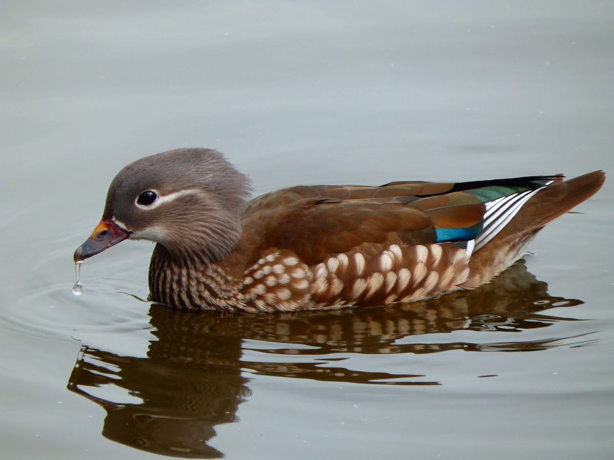 Female Mandarin Duck