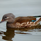 Female Mandarin Duck