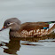 Female Mandarin Duck