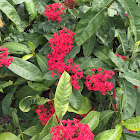 Ixora