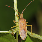 Leaf-footed Bug