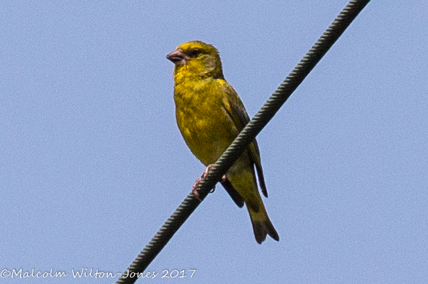 Greenfinch; Verderón