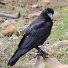 Common Raven