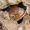 European Glass Lizard