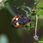 Dysdercus albofasciatus