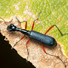 Blue Tiger Beetle