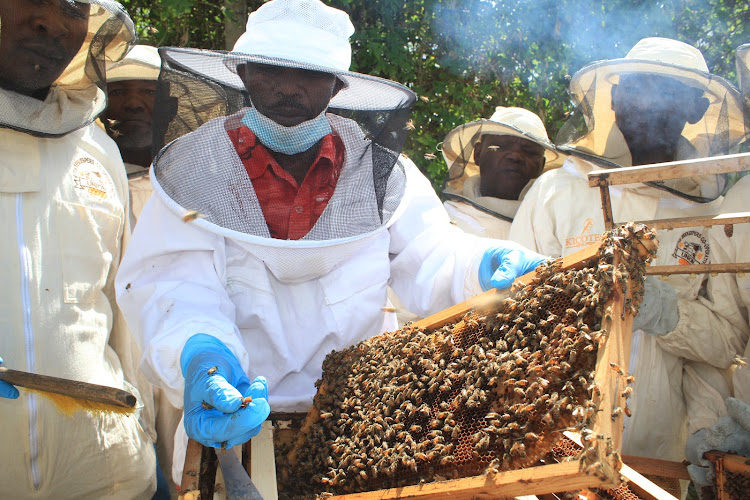 The trainer holds a queen bee from this colony, the bee is normally large in size than the others.