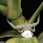 Spectacular Crab Spider