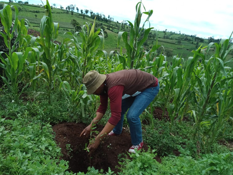 An official plants trees among maize in part of the Mau Forest where settlers have been evicted.