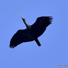 red-naped ibis