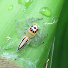 Two-striped Telamonia (Jumper Spider)