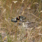 mistletoe moth