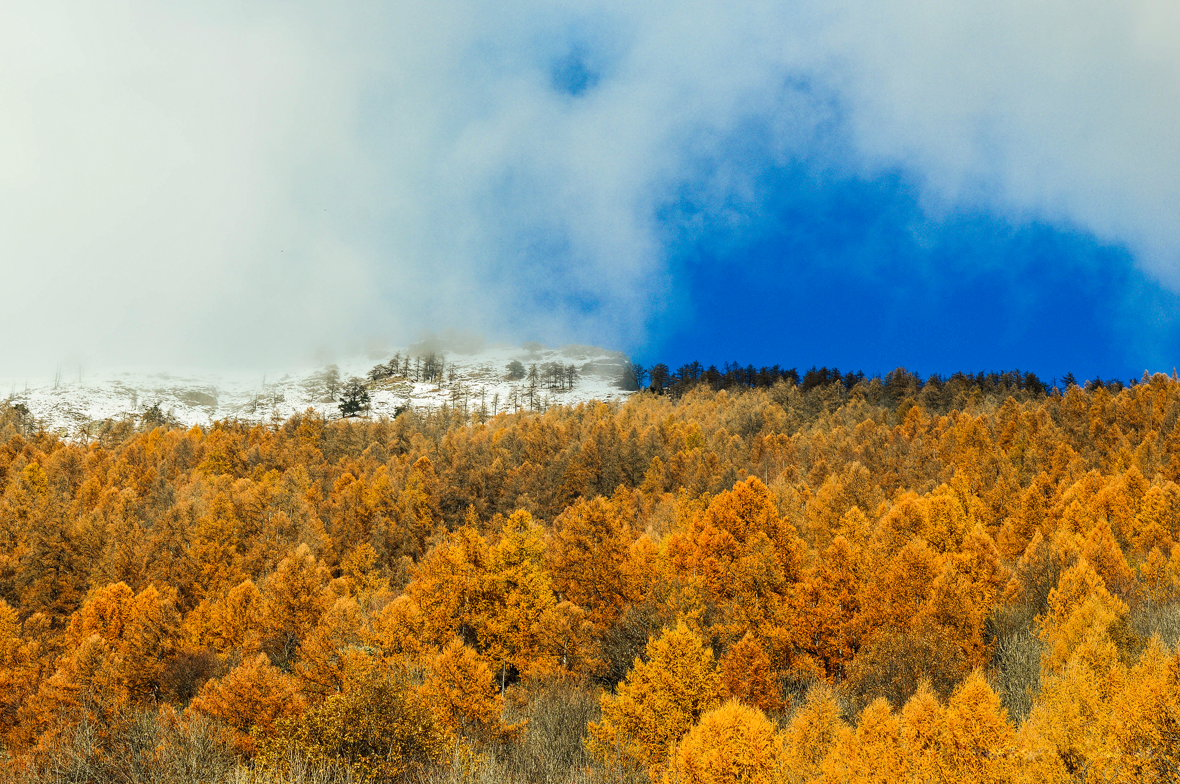 Larici in autunno di Nuriger