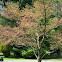 Cherokee Brave Flowering Dogwood