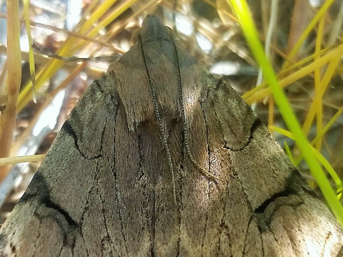 Noctuid Moth