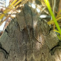 Noctuid Moth