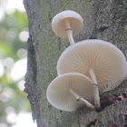 Porcelain fungus