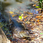 Spectacled Caiman