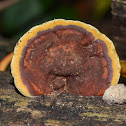 Bracket Fungus / Orelha-de-Pau (Unknown spotting)